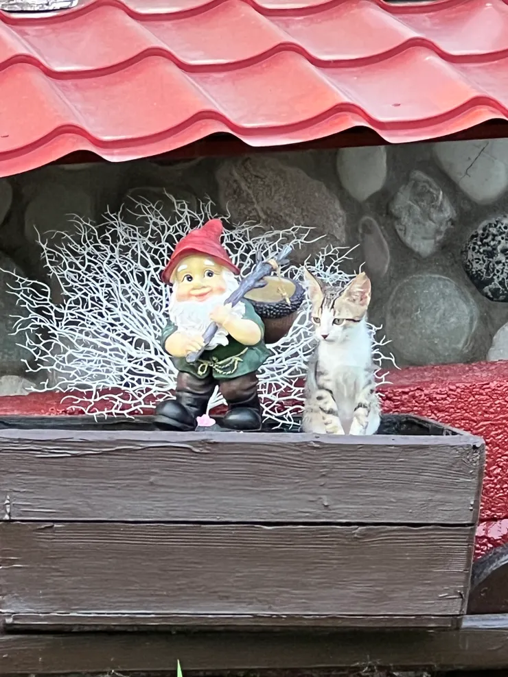 跟小矮人一樣大隻的貓咪