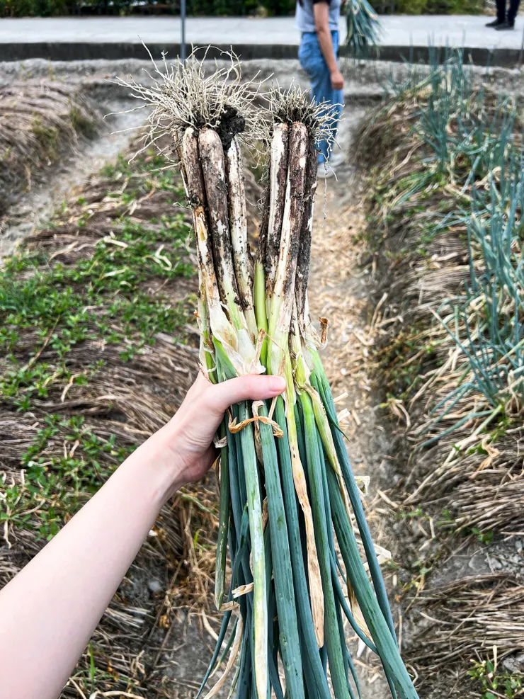 三星蔥自由的蟲蟲