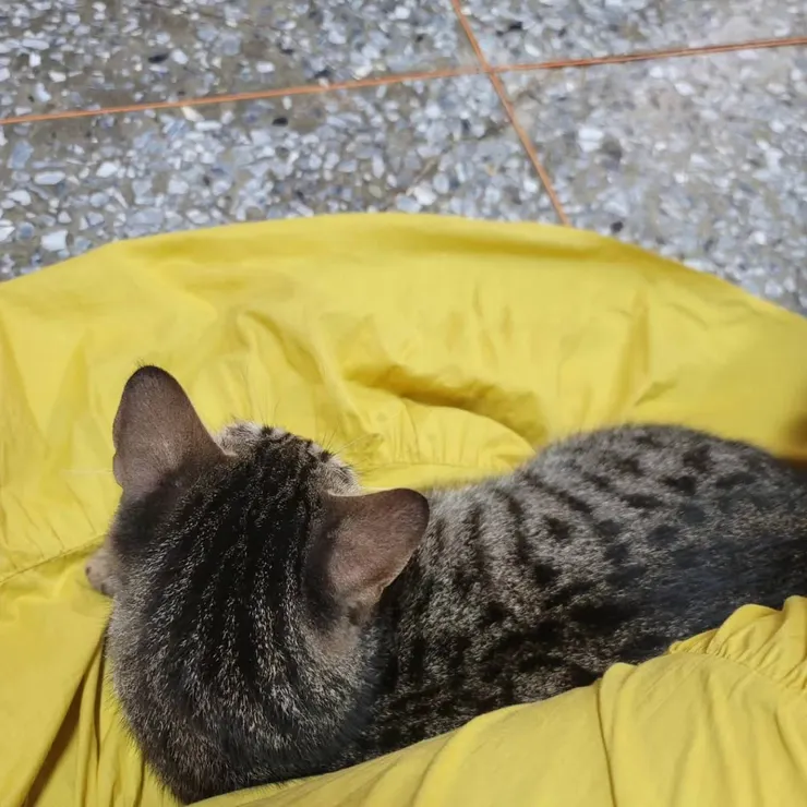 斑弟的背影（他喜歡靠在人身上）