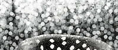 凍雪落蚺鱗，半夢遊天涯