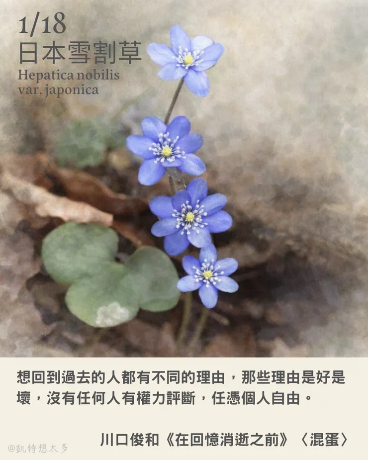 《一日一花・一句》｜1 月 18 日｜日本雪割草×川口俊和《在回憶消逝之前》〈混蛋〉