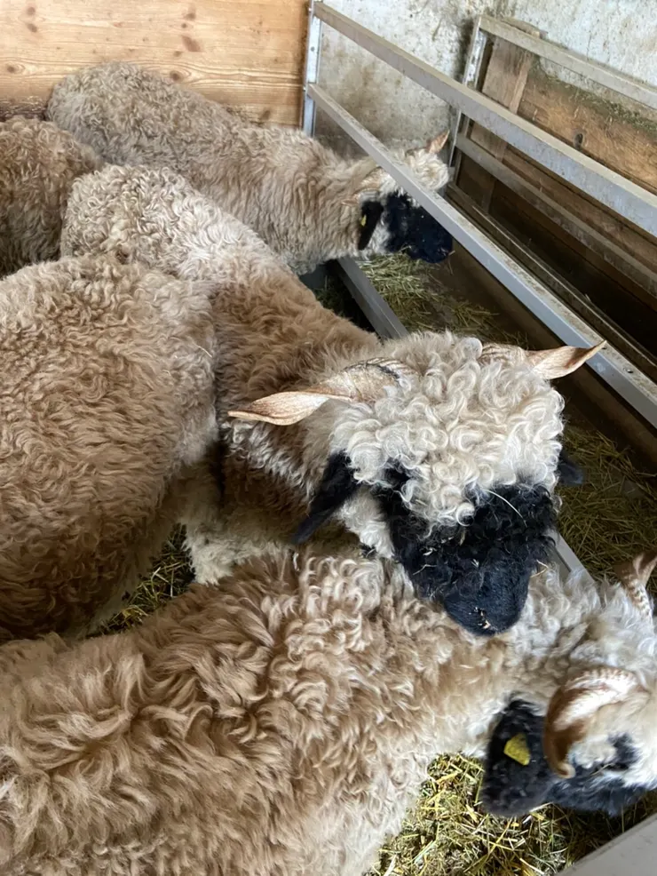 牠們的臉、耳朵、四肢都是黑色的，蓬鬆的白色羊毛讓牠們可以適應較為寒冷的高山環境。