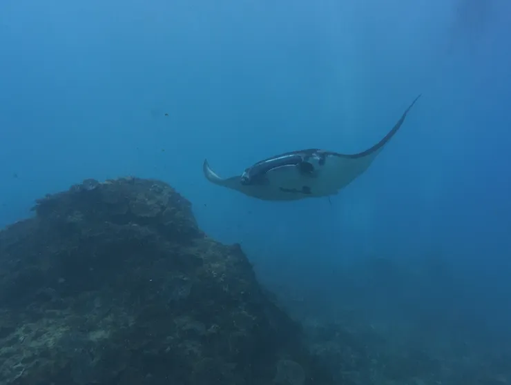 Manta Rays 個性溫和，以浮游生物為主食