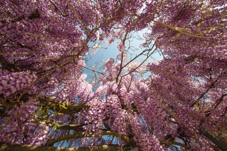 紫藤花盛開的春日-圖片來源:Pixabay