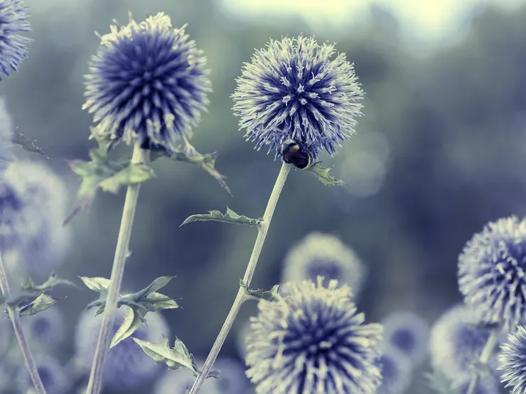 藍色海薊（Blauwe zeedistel）