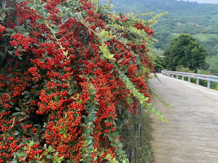 路邊的小樹，是什麼果子呢？