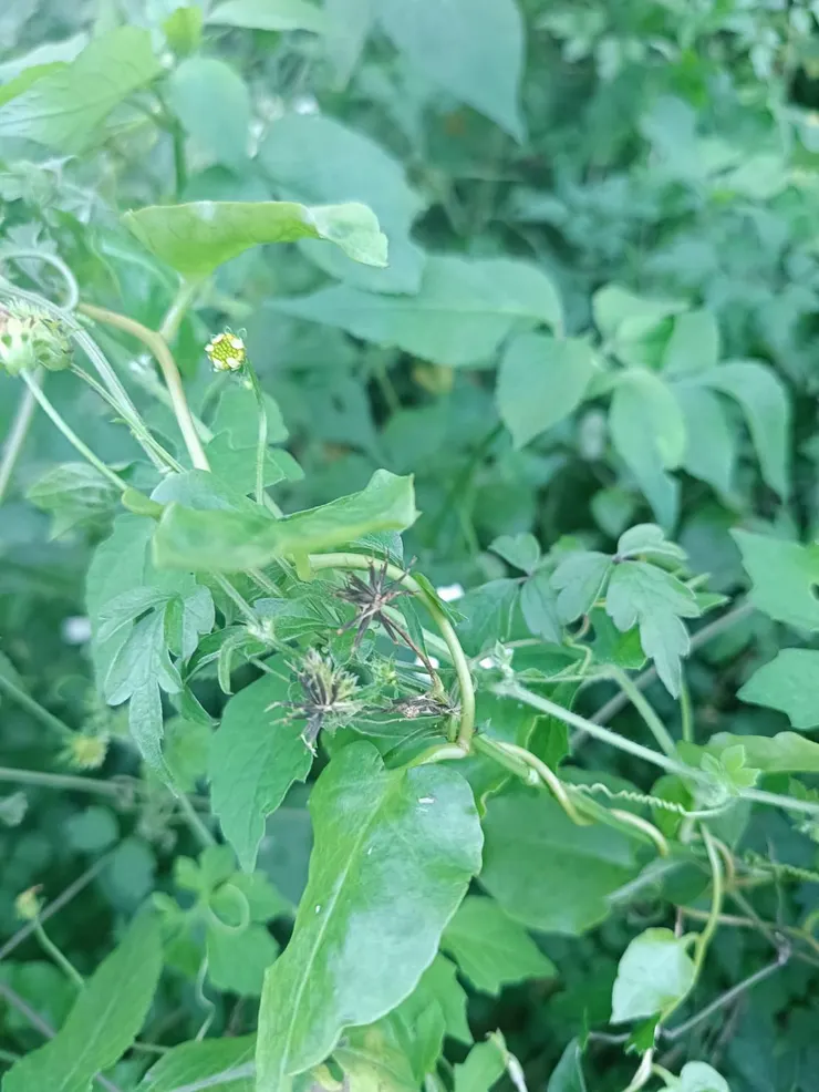 成熟的種子黑褐色，有倒鉤常沾黏在動物皮毛或人類衣服上以達到散播的目的