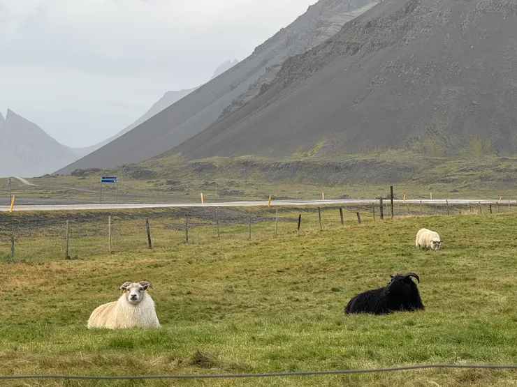 冰島羊對於強風好像完全無感，趴在地上休息就像在吹電風扇一樣淡定悠哉