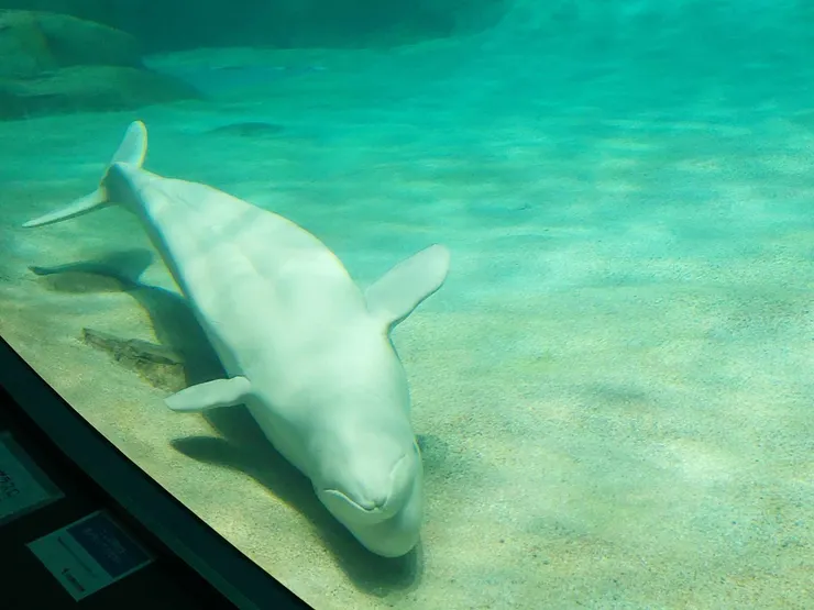 躺著的小白鯨，小白鯨真的很可愛，有時還會故意游過來跟我們打招呼~