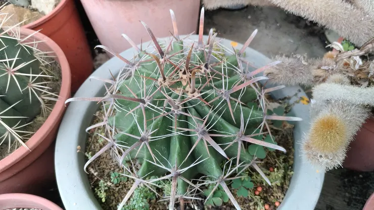 2021年7月13日拍攝