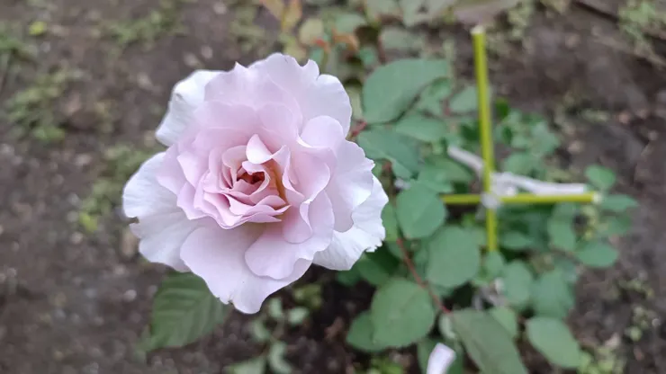 新買的品種──新浪，花朵好細緻