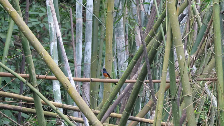 白腰鵲鴝