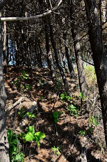 穿過樹林之後就是陡坡