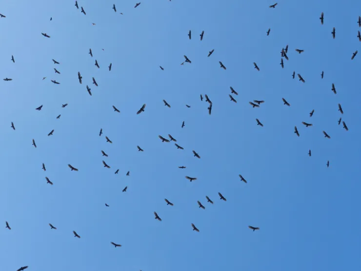 各種猛禽夾雜的鷹河