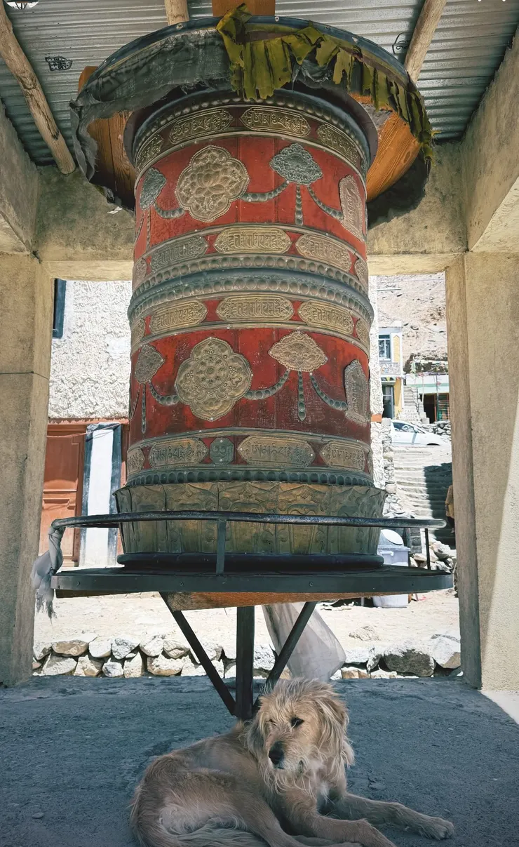 溫泉小鎮裡，躺在轉經筒下，長的很像基努李維的狗