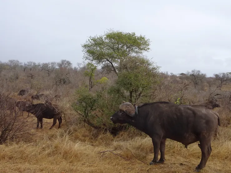 非洲水牛African buffalo