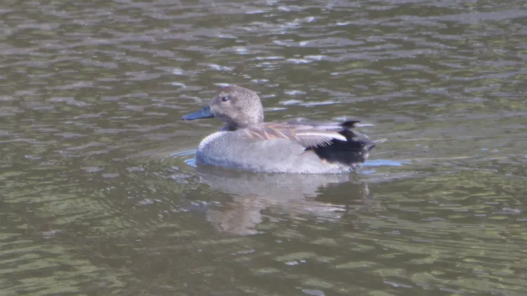 赤膀鴨雄(攝於日本)
