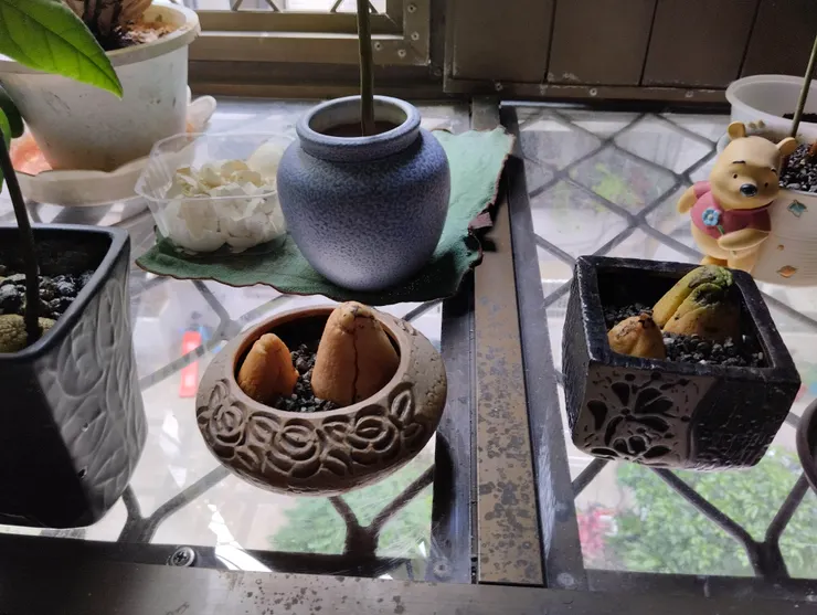 兩個月前的樣子(老安拍的)