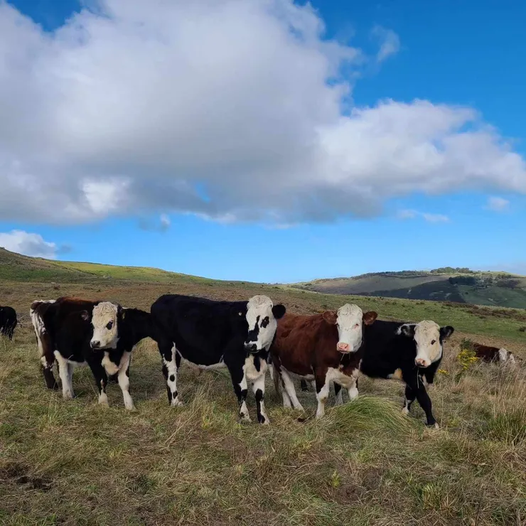 不管跑到哪，最多的就是滿滿的牛和綿羊。不過，紐西蘭近年經濟衰退通膨嚴重，別再相信牛肉價格完勝台灣的都市傳說了！倒是牛奶雖然漲很多相比於台灣還是便宜