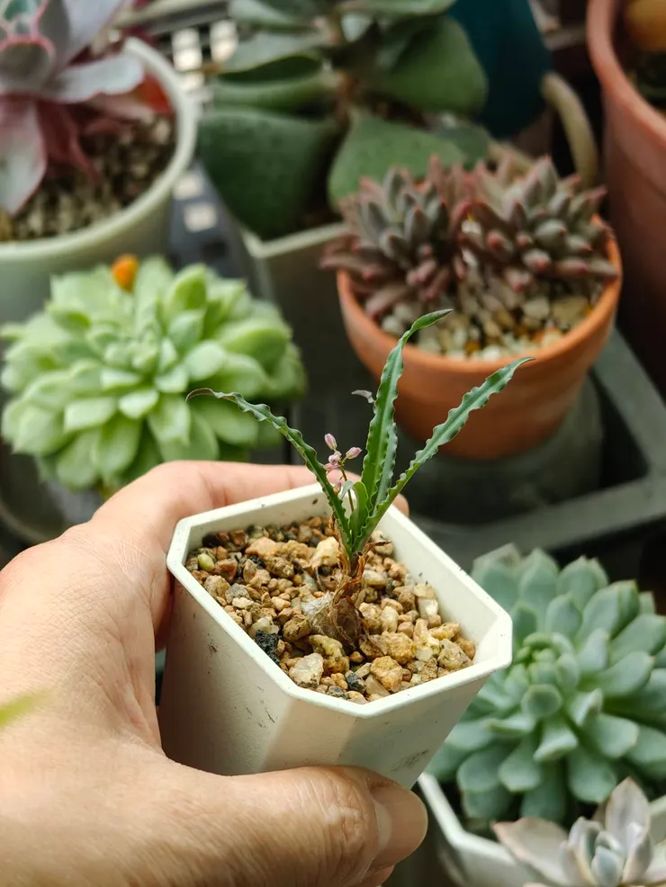 我的多肉陽台波浪草 - 攝於2025.07.27