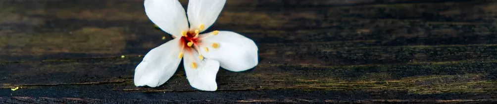 攝影狂熱的沙龍