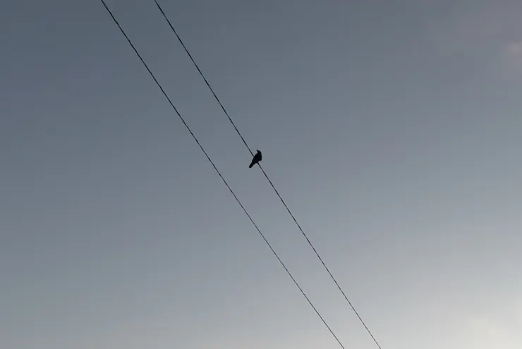 烏鴉停在電線上
