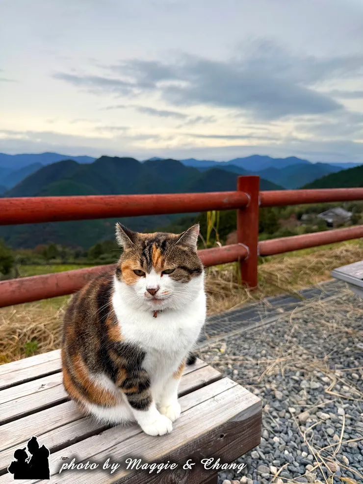 休憩所這裡的貓非常親人，是旅人疲累時的小幸福
