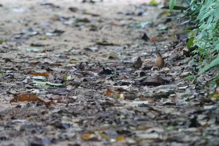 膽小卻可愛的Sri Lanka brown-capped Babbler 斯里蘭卡獨有種