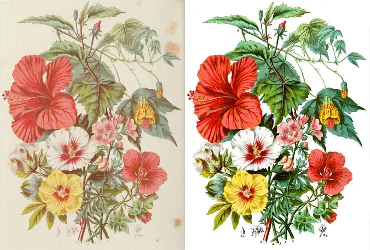 No.23 The mallow tribe錦葵屬：修復前（左）與修復後（右）示意圖