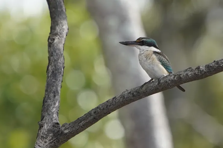 分布廣泛的翠鳥 Sacred Kingfisher