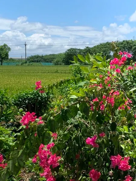 在雲林及苗栗的夏季之日（5月）