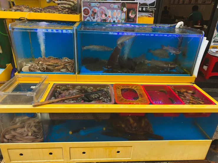 左下方的水槽想必就是我們吃的鰻魚