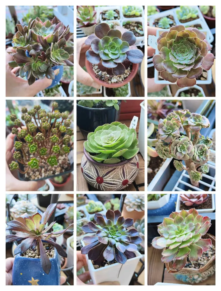 大部分是法師剛甦醒的樣貌