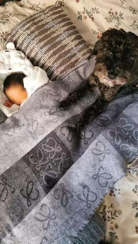 點兒也是媽媽的神隊友之一,每天都守在小哈利身邊