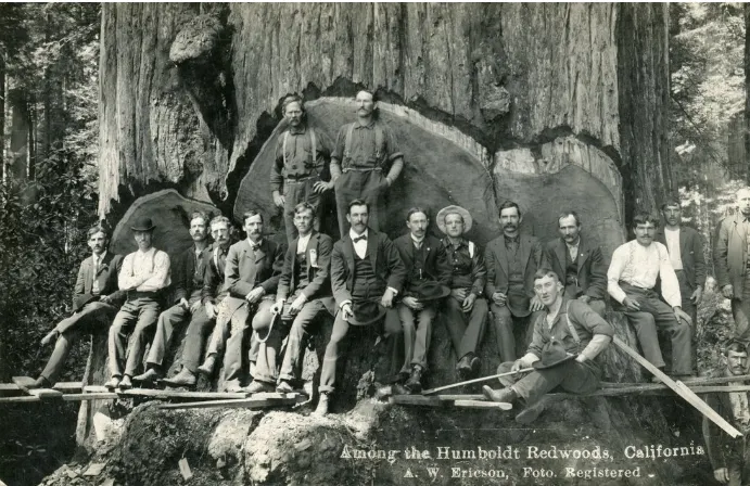 人類與巨木的合影