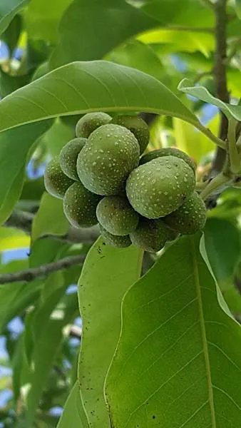黃玉蘭的果實