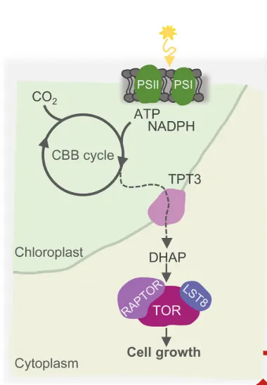 DHAP與植物生長的關係。圖片取自期刊