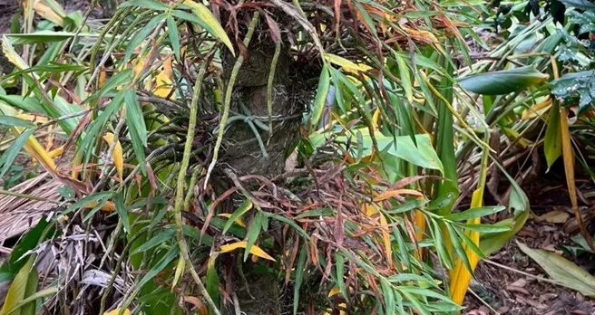 水分逆境下，缺水枯黃的流蘇石斛