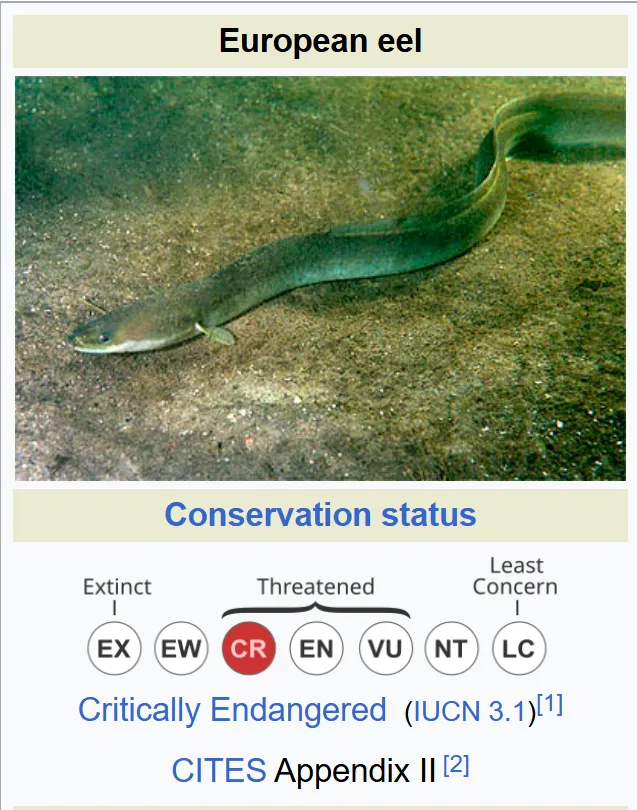 歐洲鰻。圖片擷取自維基百科