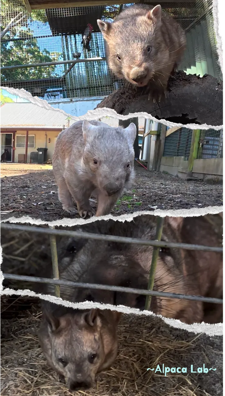 上面一般袋熊vs下面南方毛皮袋熊