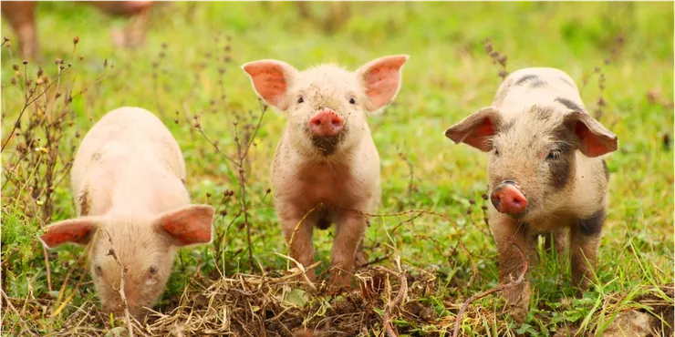 提升生產效益！母豬管理與仔豬離乳的優化實踐指南