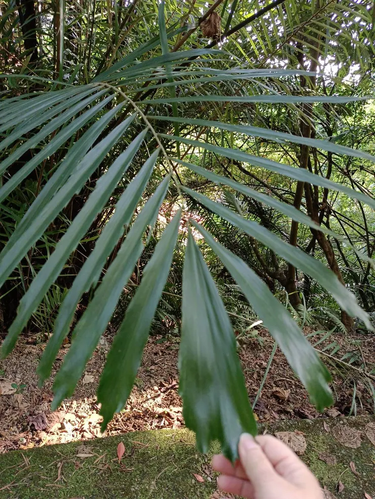 很多的裂葉，似乎代表著矮黑人滿滿的憤恨，但幸好最後還是停下了怨念