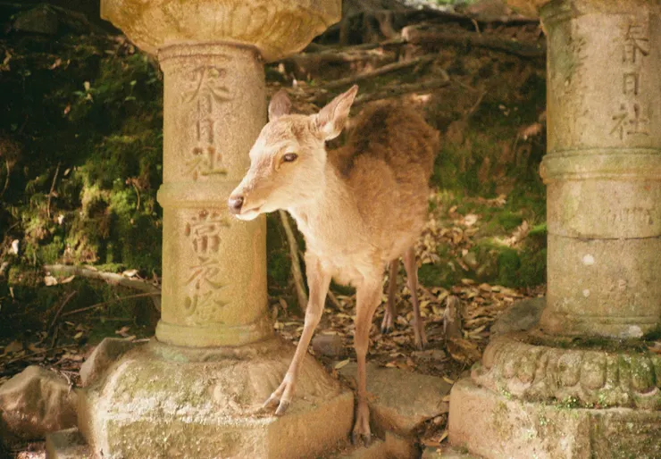 ＃失焦的小鹿穿梭(🎞️Gold 200)