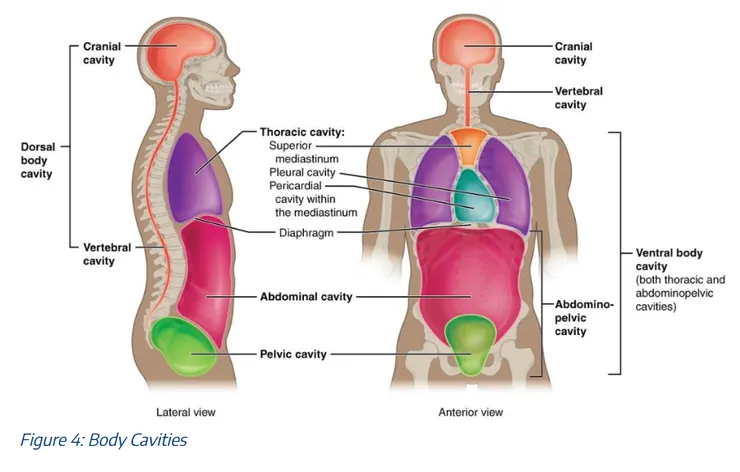 REF : https://rotel.pressbooks.pub/anatomyphysiology/chapter/01-body-organization-planes-sections-and-organ-systems/