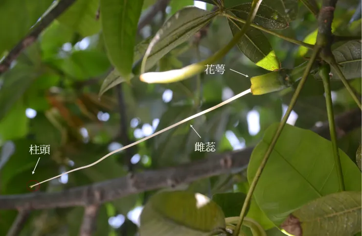 馬拉巴栗的雌蕊。當馬拉巴栗綻放、花藥釋放出花粉，且經過一夜完成授粉後，隔天雄蕊會連同綠色的花瓣一起凋落，有時候掉在地上還保持著整束的樣子。只剩唯一一根長長的雌蕊，雌蕊的基部（子房）如果授粉成功，就會開始慢慢膨大，最終發育成長得像木瓜一樣的蒴果。