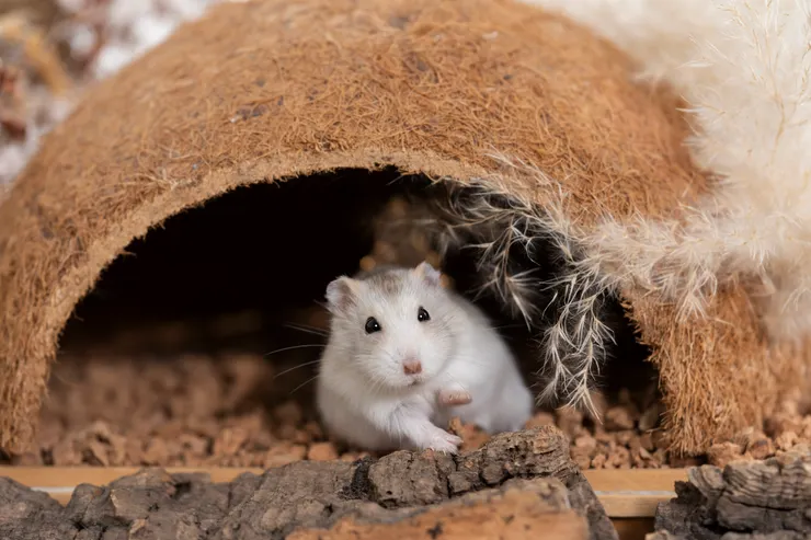 這張「先不要」真的巨可愛！