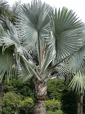 src