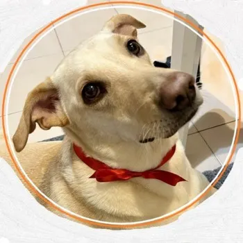 安納其他的狗窩