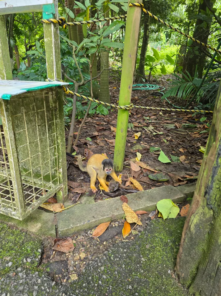 為了你我與松鼠猴安全與健康，園區規定不可攜帶食物或包包入園喔。
