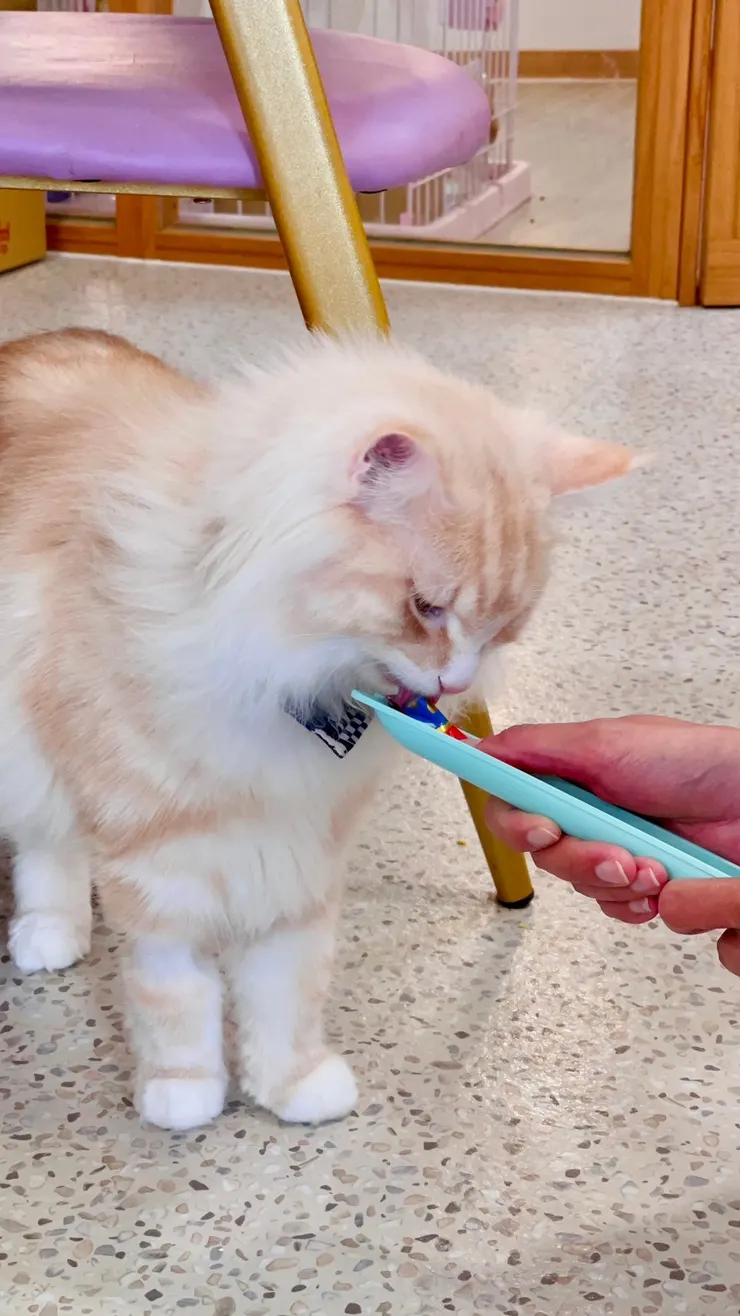 泰德(=^‥^=)